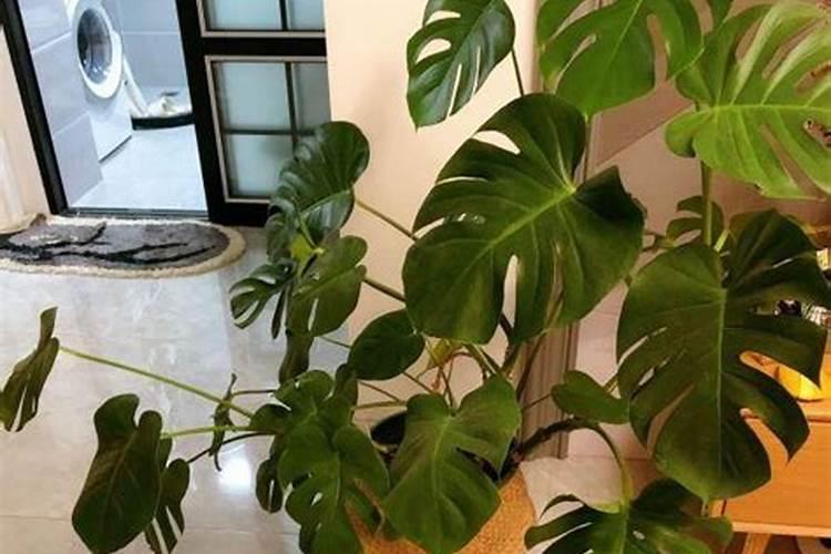 龟背竹浇什么肥料合适