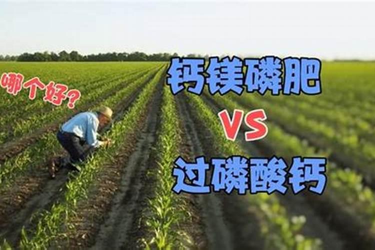 白菜喷了氯化胆碱怎么缓解药害？