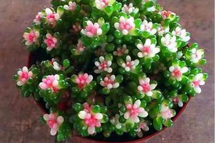 意美在什么时候使用好用药指南