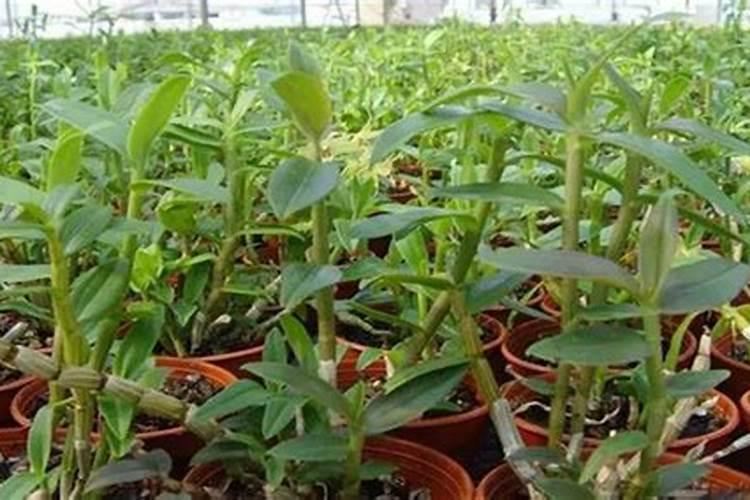 石斛种植方法家庭施肥 铁皮石斛家庭盆栽方法