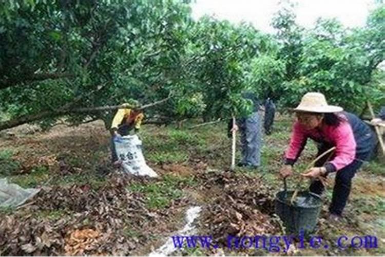 龙眼果实比较小,怎么能让果实膨大快,减少裂果发生呢？