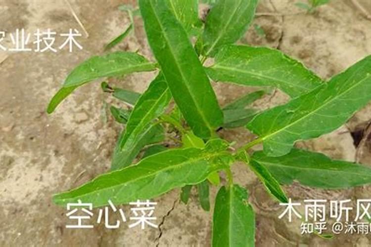 空心菜多久施一次肥 需要什么肥料