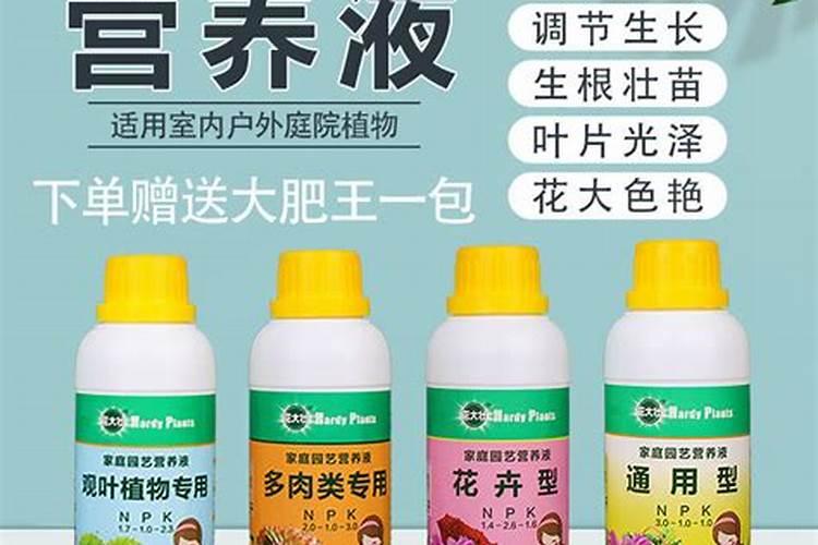 红叶石楠属于乔木还是灌木种植