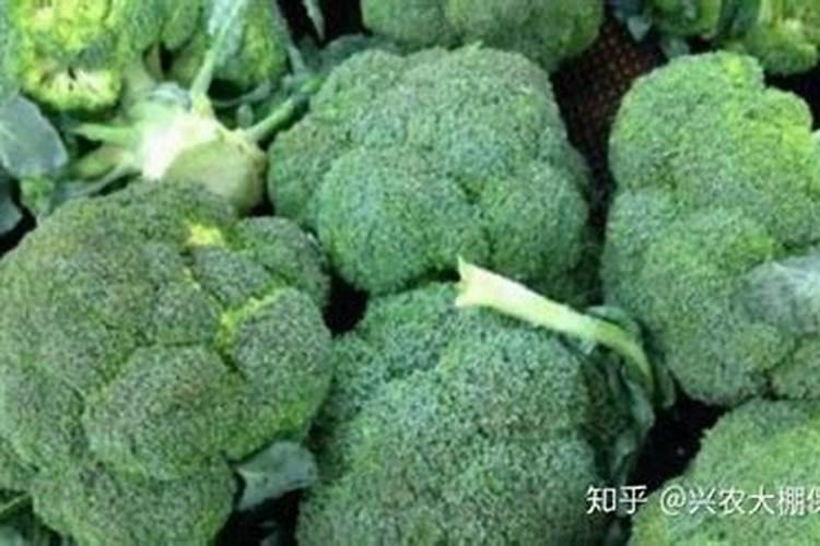 西兰花管理要点