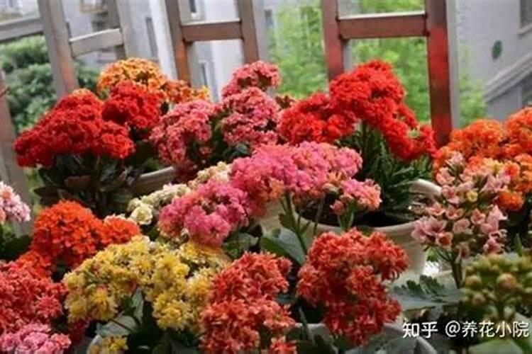 长寿花花期怎样施肥和浇水