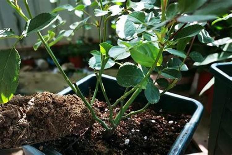 蔬菜怎么追肥 蔬菜施肥方法与技术