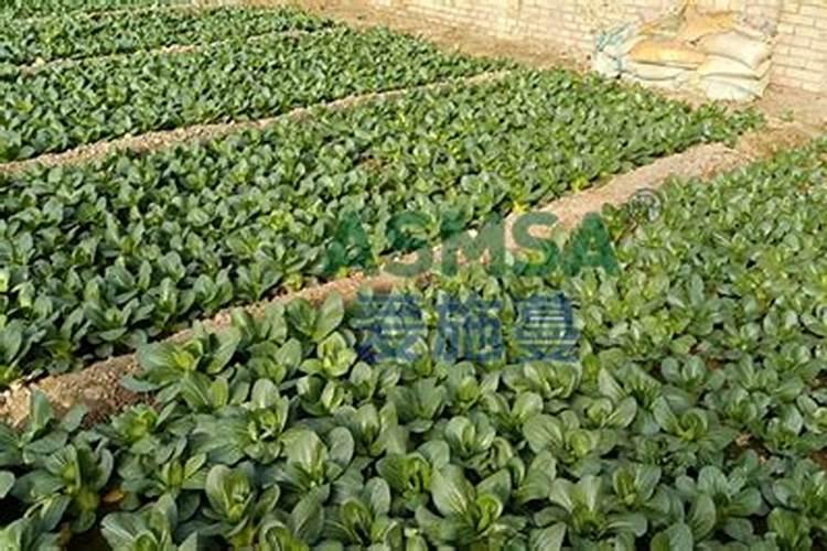 南瓜施什么肥料最好