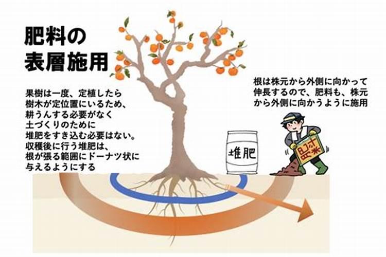 如何提高桃子的硬度