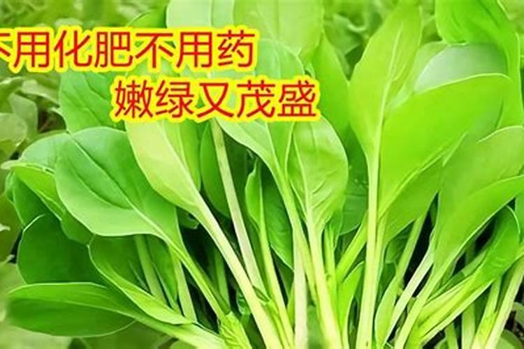 青菜苗怎样施什么肥
