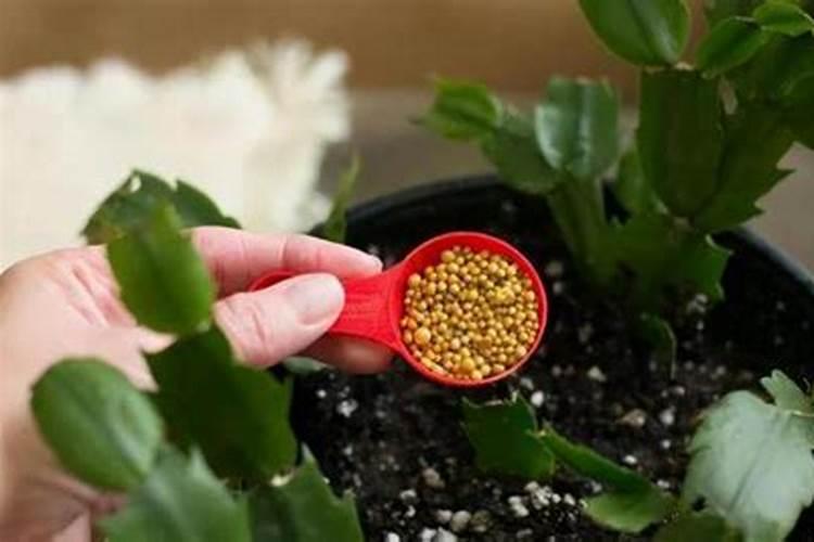 给月季和栀子花咋样施磷酸二氢钾肥