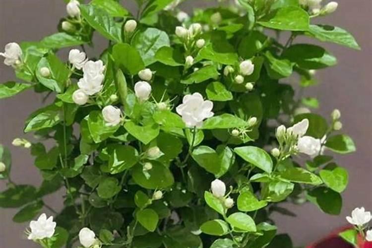 茉莉花用什么浇灌开花更旺
