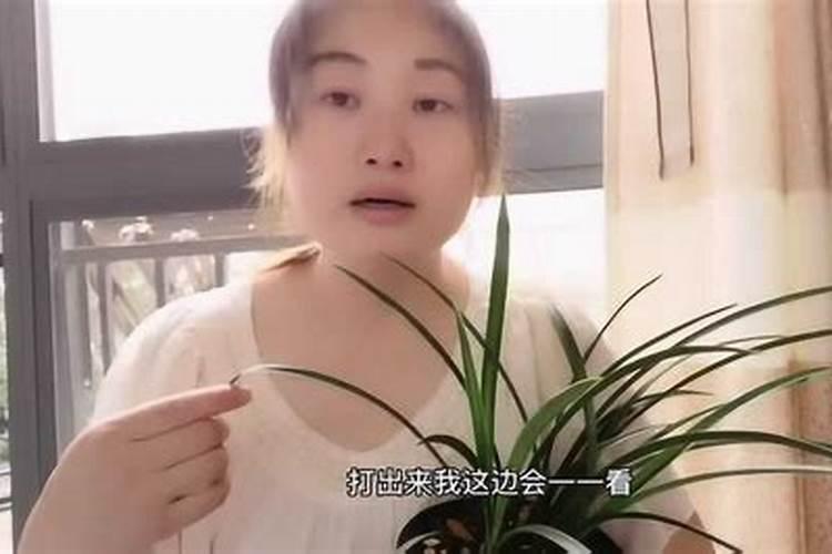 兰花需要哪些肥料