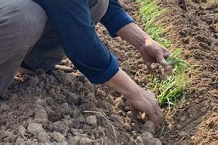 五月份移栽的韭菜几天可以追肥？