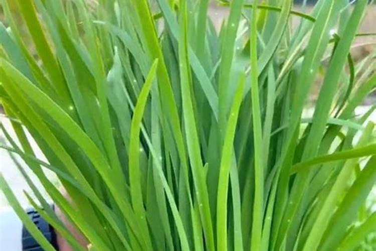 种韭菜用什么肥料长得好 施什么肥韭菜越长越粗