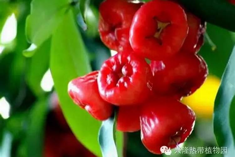 莲雾种植的基本方法