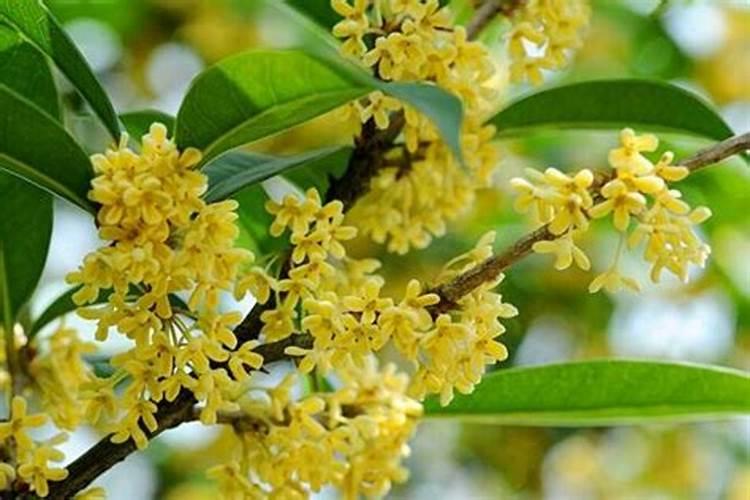 桂花怎么施肥