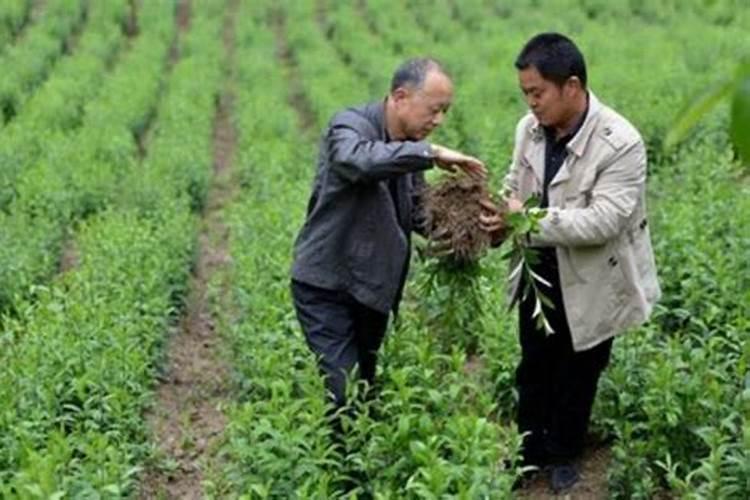 番石榴江苏苏北能种植吗