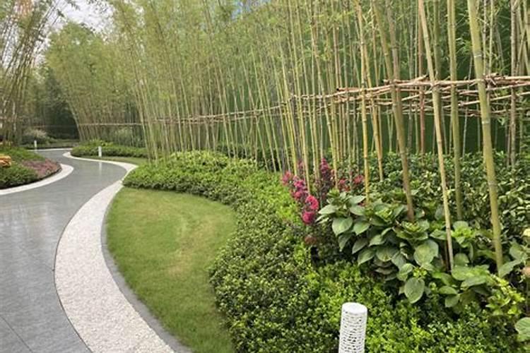 竹子喜欢什么肥料