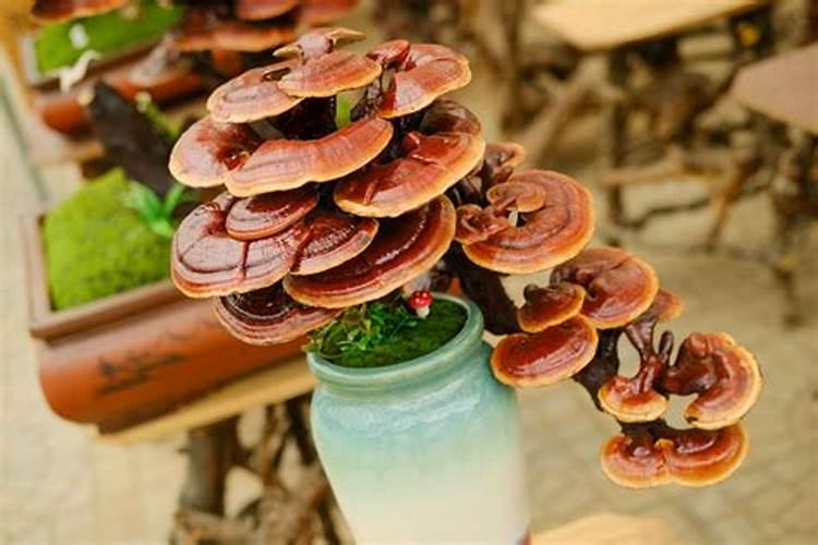 怎么给盆栽灵芝浇水,能活多少年？