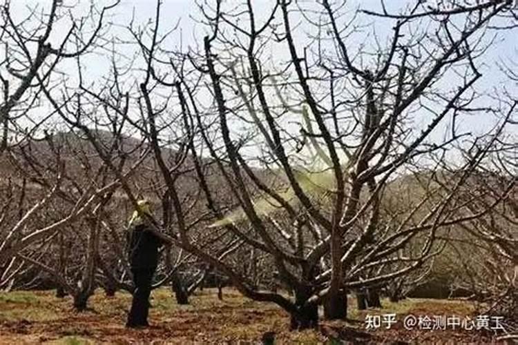 如果我要用盆种枇杷树,能给我详细方法吗？