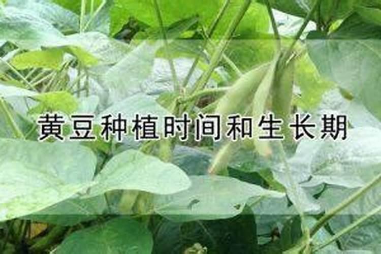 黄豆施什么肥比较好