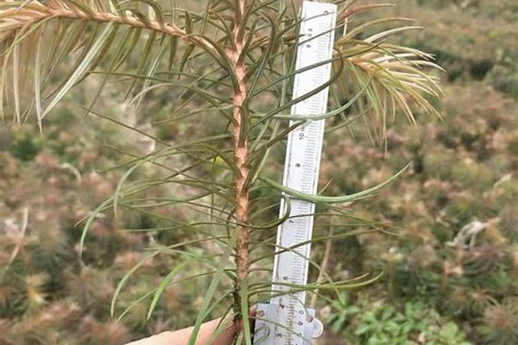 猕猴桃树叶枯萎是什么原因？