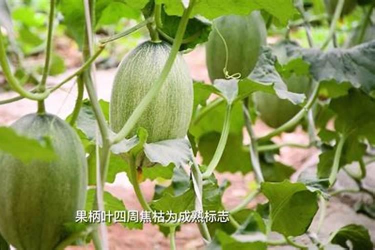 水田种哈密瓜怎么施肥浇水？