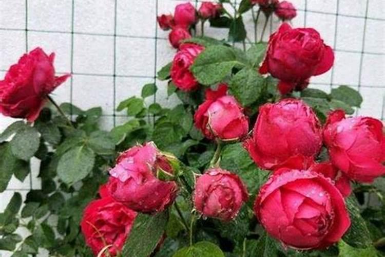 月季只长枝条没花苞