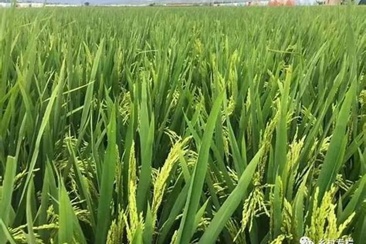 磷酸二氢钾叶面肥喷施的用量