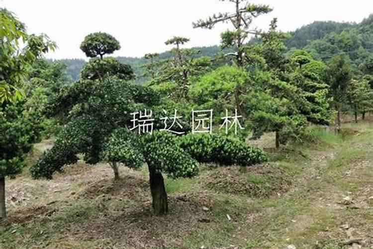 什么是腐植酸肥料