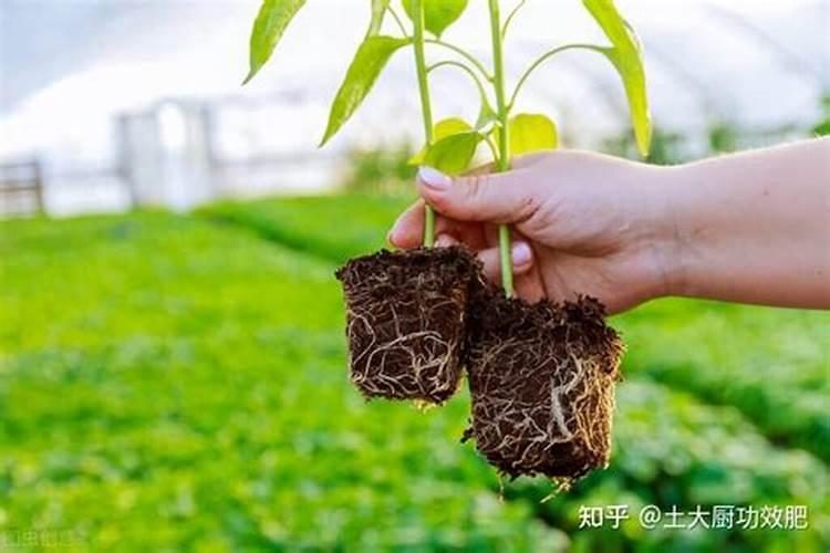 有机肥选用不合理的以后,会有哪些后果？