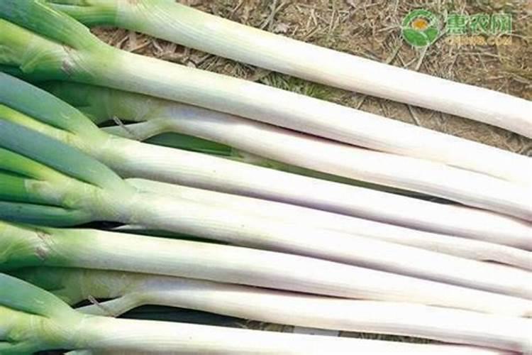 大葱栽培种植需要施啥肥料