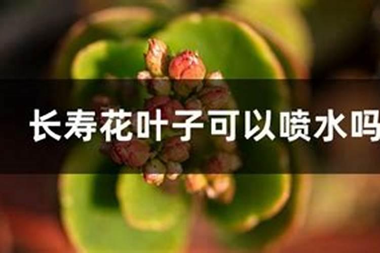 长寿花最好肥料 施肥方法是什么
