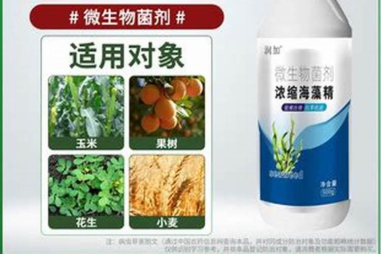 浓缩海藻精的正确使用方法