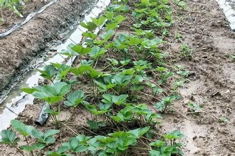 草莓根本追肥用什么肥料最好