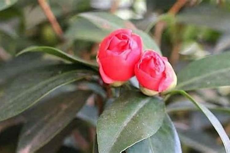 茶梅有花苞了能喷叶面肥吗