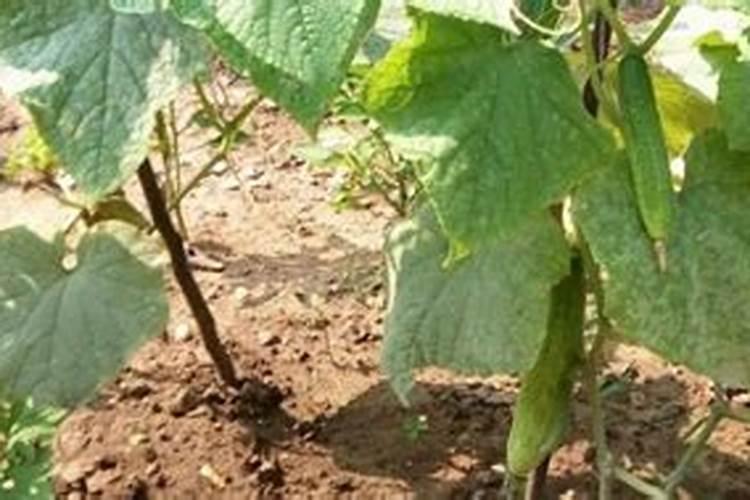 秋黄瓜能沟施尿素吗