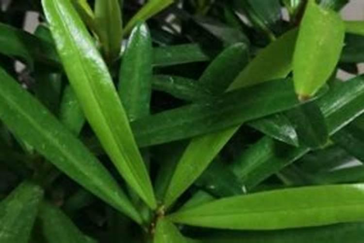 罗汉松矮化增粗,追施复合肥并喷洒矮壮素