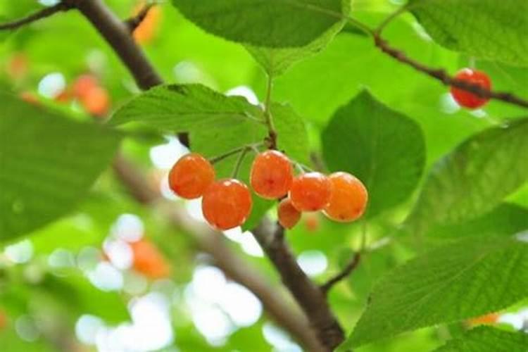 如何夏天种樱桃 夏天怎么种樱桃