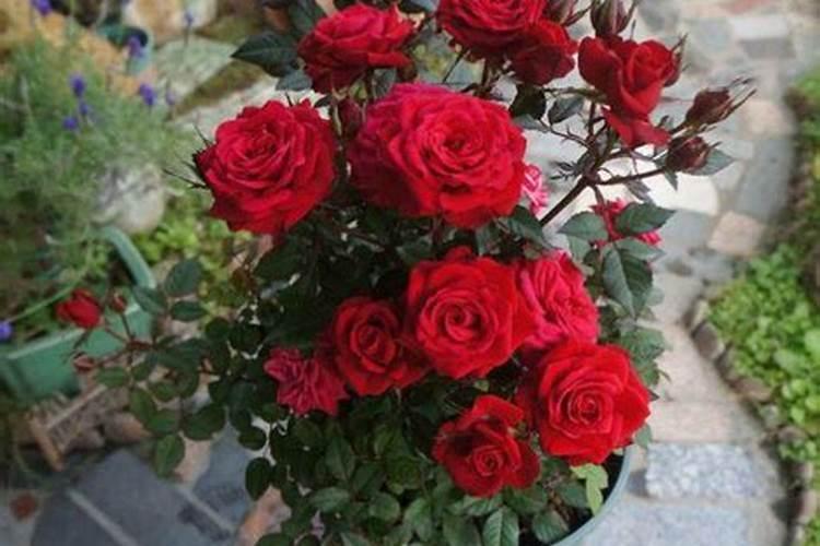 月季花摘芽后如何正确施肥