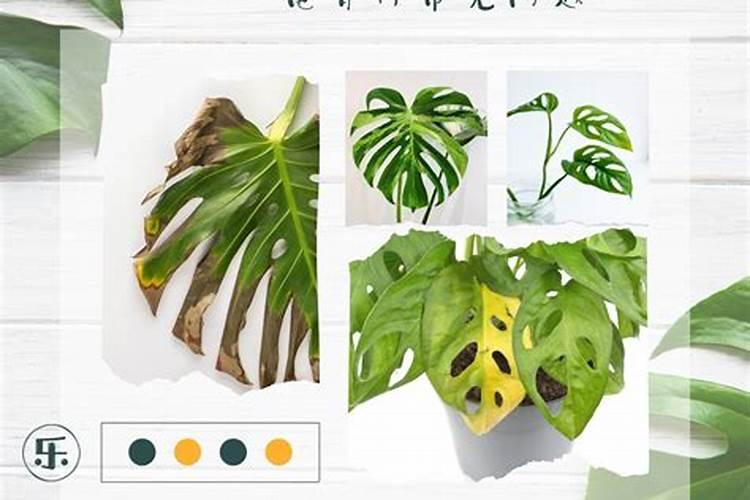 我想问问龟背竹施什么肥最好