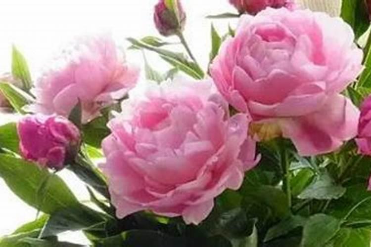 芍药施什么肥最好
