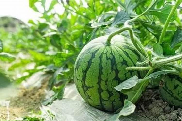 种植果树的过程中,应该如何进行果树补钙？
