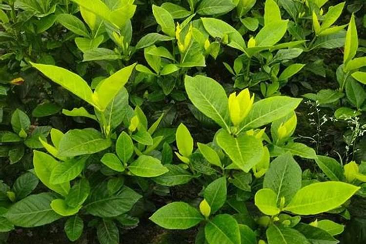 果树缺磷有哪些防治措施？