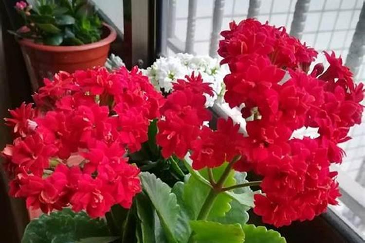 长寿花长叶不开花怎么办,施加饼肥并摘心打顶