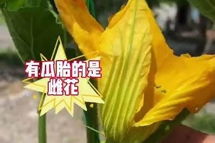 贝贝小南瓜开花时能打叶面肥吗？