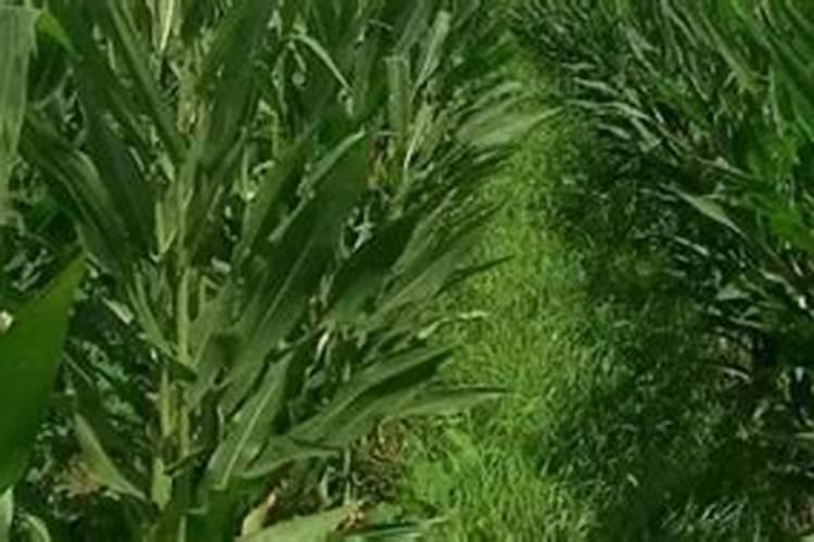 果树苗圃要如何正确使用除草剂