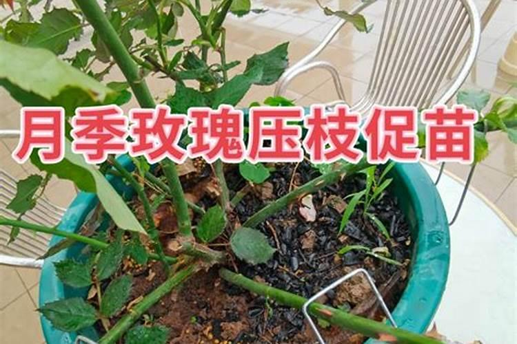 栽两个月大的大棚玫瑰高度够了就是粗度不够可以压枝了吗？