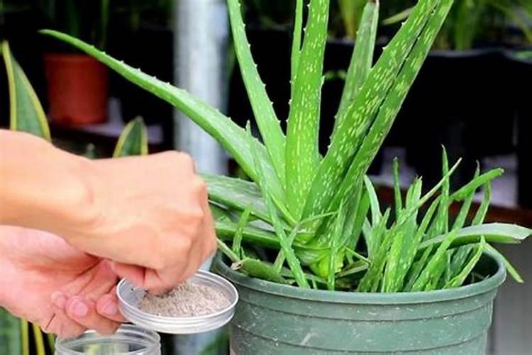 芦荟植物怎么养肥料(芦荟植物怎么养肥料？揭秘芦荟养护与施肥技巧...