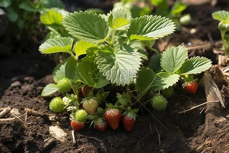 草莓种植过程中该施什么肥料